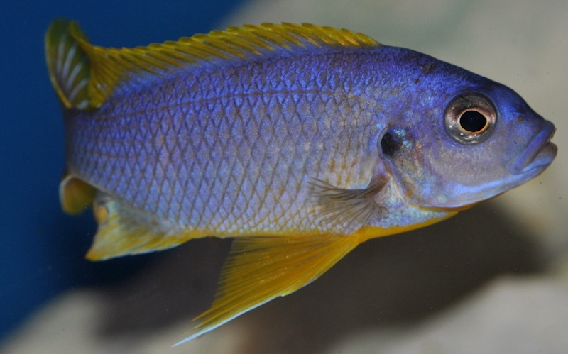 Petrotilapia sp. 'chitimba' Chitimba Bay